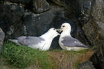 Fulmar ľadový