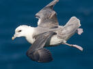 Fulmar ľadový (Fulmarus glacialis)