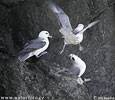 Fulmar ľadový