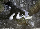 Fulmar ľadový