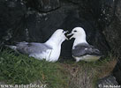 Fulmar ľadový