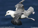 Fulmar ľadový