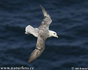 Fulmar ľadový