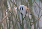 Fúzatka trstinová (Panurus biarmicus)