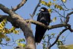 Havran polní (Corvus frugilegus)