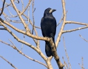 Havran polní (Corvus frugilegus)