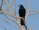 Havran polní (Corvus frugilegus)