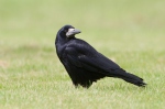 Havran polní (Corvus frugilegus)