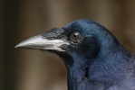 Havran polní (Corvus frugilegus)