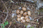 Hnízdo bělokura rousného (Lagopus lagopus)