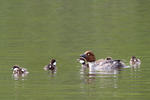 Hohol severní (Bucephala clangula)