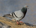 Holub domácí (Columba livia f. domestica)