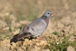 Holub doupňák (Columba oenas)