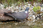 Holub hřivnáč (Columba palumbus)