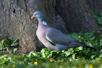 Holub hřivnáč (Columba palumbus)