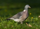 Holub hřivnáč (Columba palumbus)