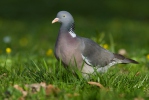 Holub hřivnáč (Columba palumbus)