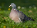 Holub hřivnáč (Columba palumbus)