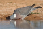 Holub hřivnáč (Columba palumbus)