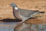 Holub hřivnáč (Columba palumbus)