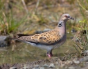 Hrdlička poľná (Streptopelia turtur)