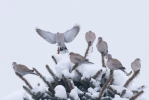 Hrdlička zahradní (Streptopelia decaocto)