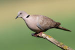 Hrdlička zahradní (Streptopelia decaocto)