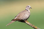 Hrdlička zahradní (Streptopelia decaocto)