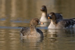 Husa tundrová (Anser serrirostris)