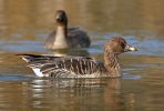 Husa tundrová (Anser serrirostris)