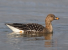 Husa tundrová (Anser serrirostris)