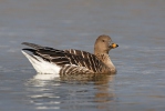 Husa tundrová (Anser serrirostris)