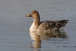 Husa tundrová (Anser serrirostris)