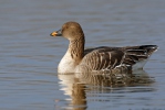 Husa tundrová (Anser serrirostris)