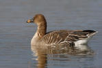 Husa tundrová (Anser serrirostris)