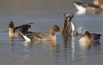 Husa tundrová (Anser serrirostris)