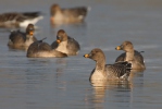 Husa tundrová (Anser serrirostris)