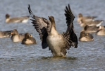 Husa tundrová (Anser serrirostris)