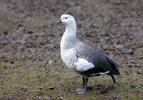 Husice magellanská (Chloephaga picta)