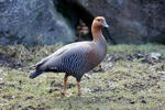 Husice magellanská (Chloephaga picta)