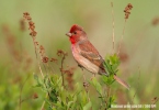 Hýl rudý (Carpodacus erythrinus)