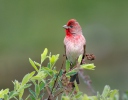 Hýl rudý (Carpodacus erythrinus)