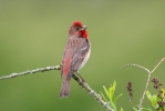 Hýl rudý (Carpodacus erythrinus)