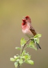 Hýl rudý (Carpodacus erythrinus)