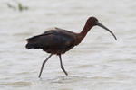 Ibis hnědý (Plegadis falcinellus)