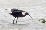 Ibis hnědý (Plegadis falcinellus)