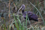 Ibis hnědý