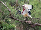 Ibis posvátný (Threskiornis aethiopicus)