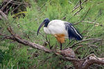 Ibis posvátný (Threskiornis aethiopicus)