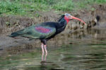 Ibis skalní (Geronticus eremita)